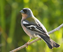 SEO Birdlife infravaloró la población de las especies analizadas en su estudio sobre Silvestrismo